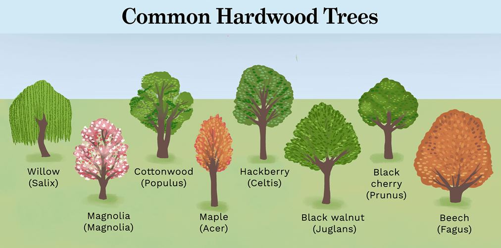 common hardwoods